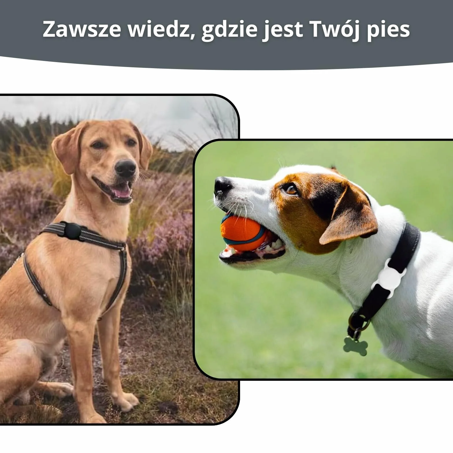 Obroża psa Etui pies dla Apple AirTag - silikonowa GPS dla zwierząt domowych - ochrona przed zgubieniem psa, kota, obroża ochronna – mała i kompaktowa (Czarny)